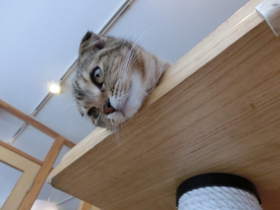 ざらめ