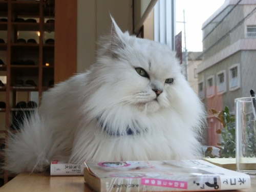 クーちゃん