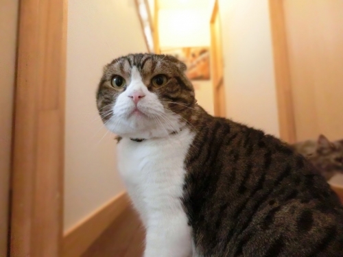 おおみそか