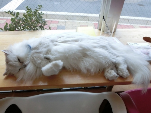 クーちゃん