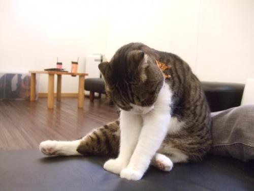 クッキー