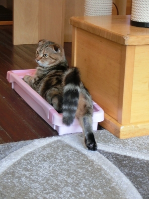 ざらめ