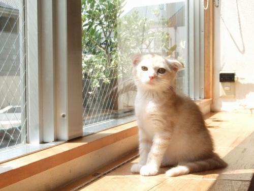けなげ