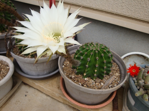 DSC02132.jpg