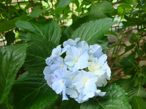 DSC02199.jpg