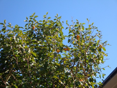 DSC02722.jpg