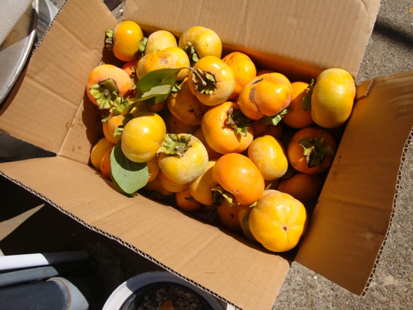 DSC02726.jpg