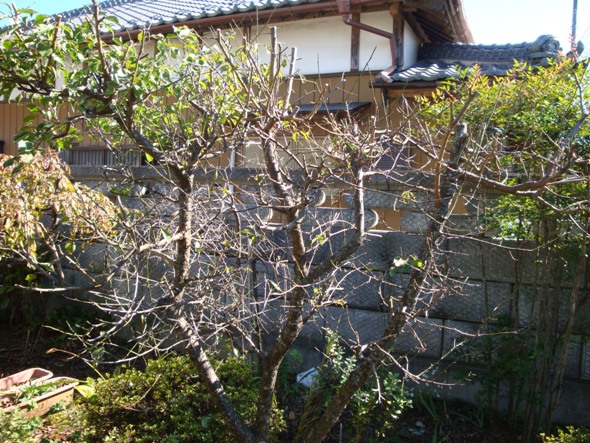 DSC02729.jpg