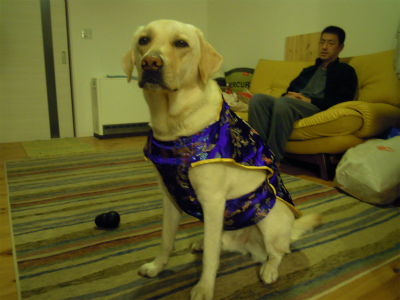 sdog 001 001