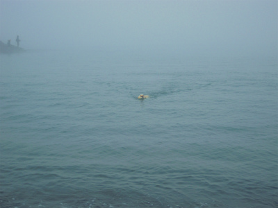 sw 006