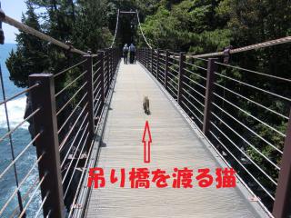 渡る猫