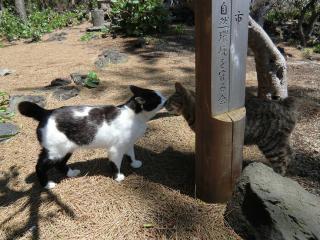 猫2