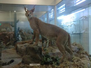 カラカル