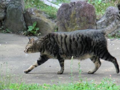 シマジ1