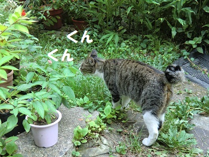 コロン中庭