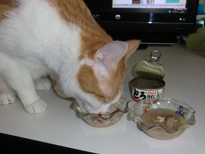 チャビ食事中