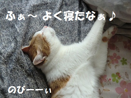チャビ目覚め
