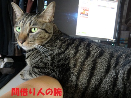 シマうで