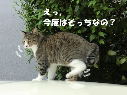 コロン車4