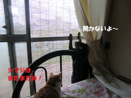 チャビ&シマ