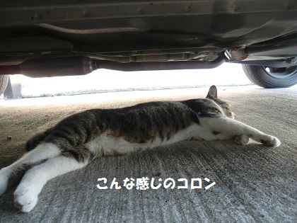 ぐーコロ6