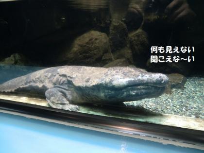 さいたま水族館3