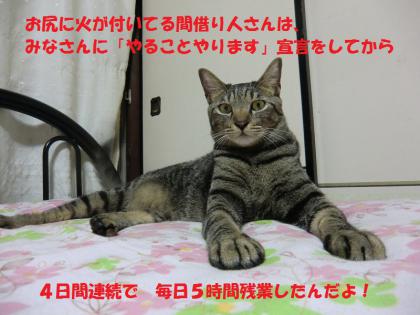 シマジから1