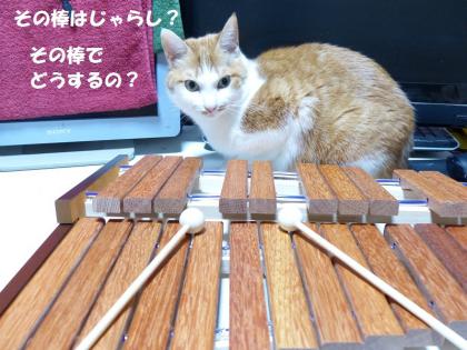 チャビから2