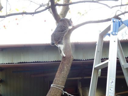 木登り8
