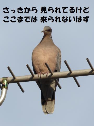 コロンvsハト3