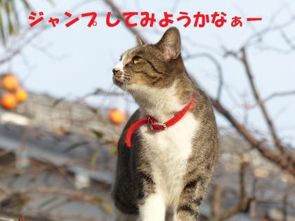 コロンvsハト6