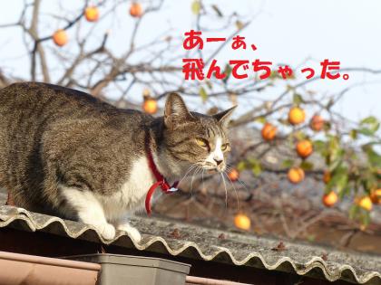 コロンvsハト7