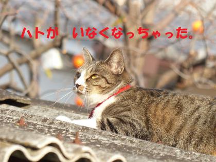 同じ頃1