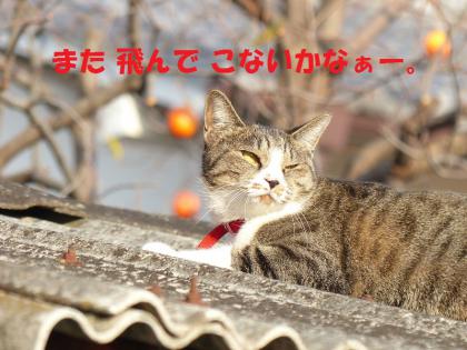 同じ頃2