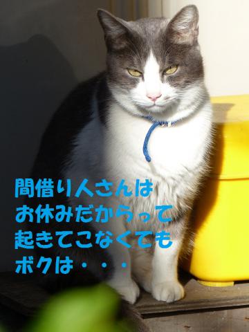 ぐー1