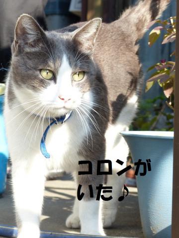 ぐっころん3