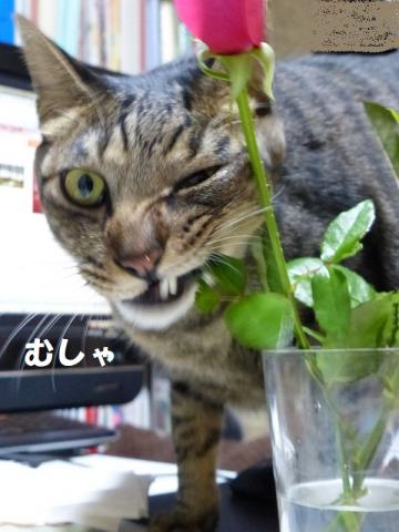 訳5