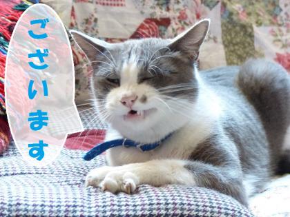 寝正月6