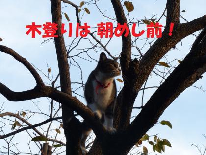 コロン2