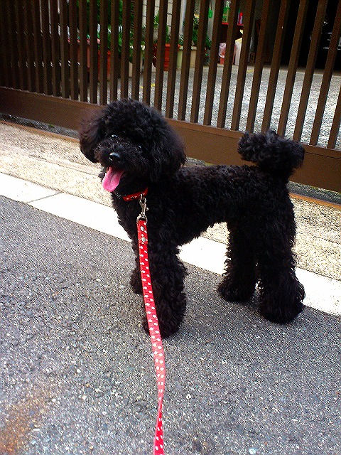 お散歩ふくちゃん