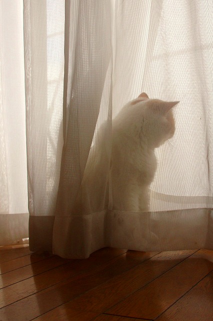 ジャムという名の猫5