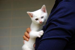 20120615_shiro01.jpg