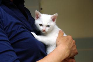 20120615_shiro02.jpg
