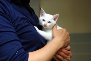 20120615_shiro03.jpg