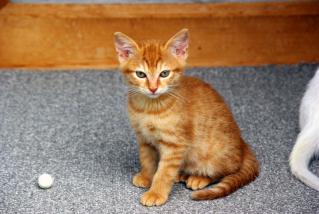 20120629_cha_01.jpg