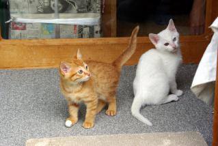 20120629_cha_shiro-01.jpg