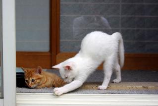 20120629_cha_shiro-02.jpg