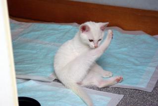 20120629_shiro-01.jpg