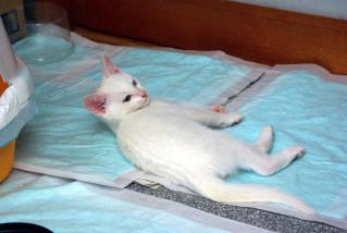 20120629_shiro-02.jpg