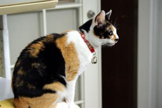 201206_nyan.jpg